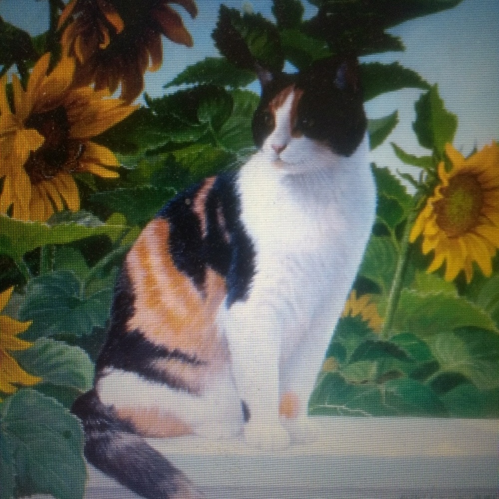 Meet your Posher, Sunny